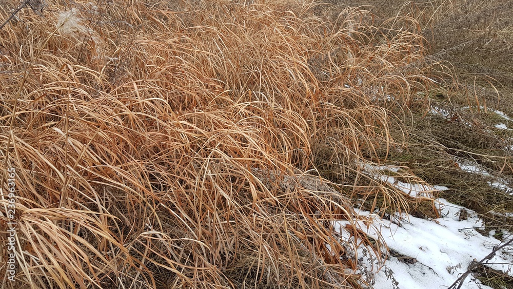 Fototapeta premium Dry grass