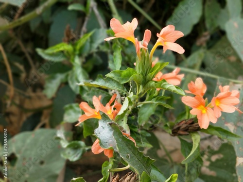 beautiful bright fiery orange flowers of Crossandra infundibuliformis (firecracker flower)