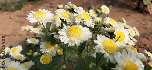 Camomile flower background. Spring background. Field of daisies. Flower background and texture. Abstract white flowers background. Macro view of daisy. Daisies in bloom.