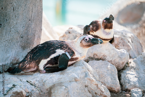 African penguin standing on the rock after swimming. African penguin (Spheniscus demersus) also known as the jackass penguin and black-footed penguin. photo