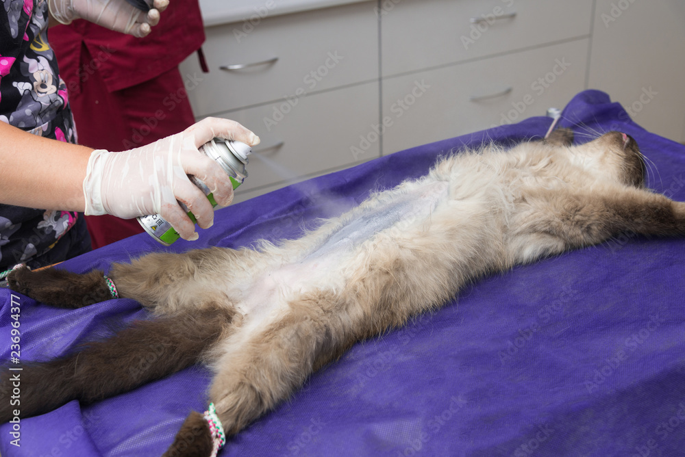 Sterilization of a cat in a veterinary clinic Sterilization of a cat in a veterinary clinic
