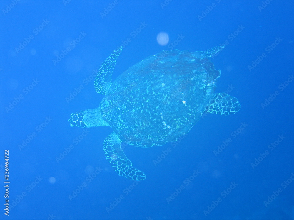 Underwater Submarine Subsea Underwater Submarine Subsea