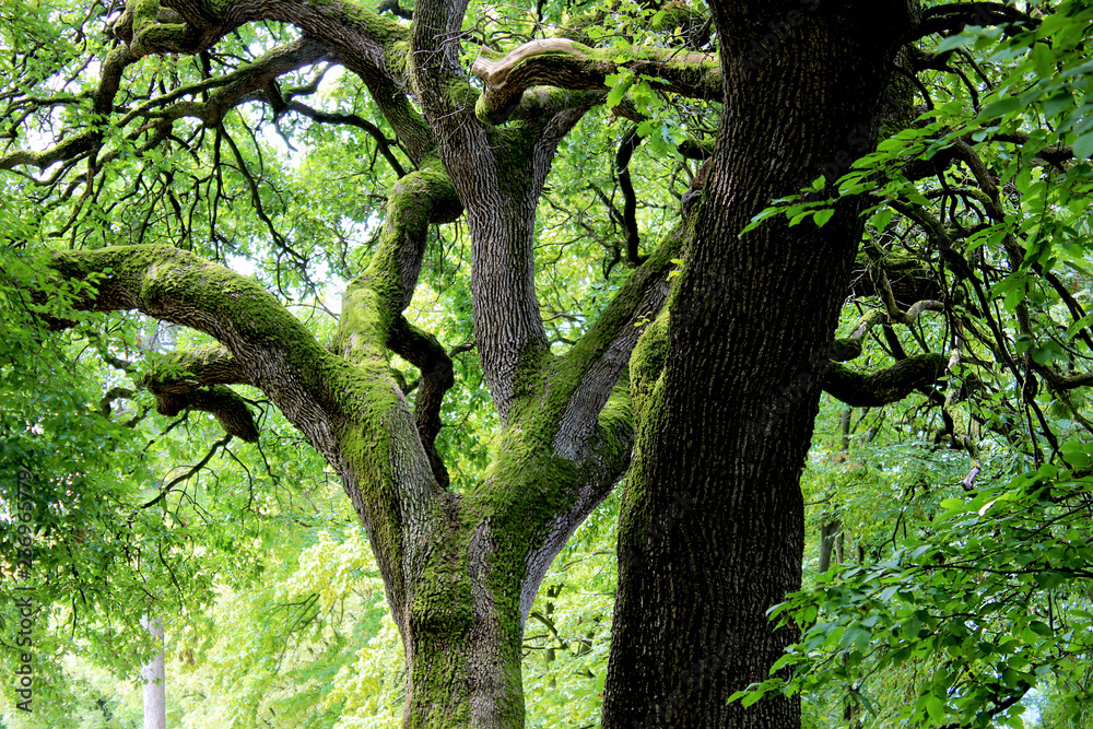 Fototapeta premium Alberi e tempo