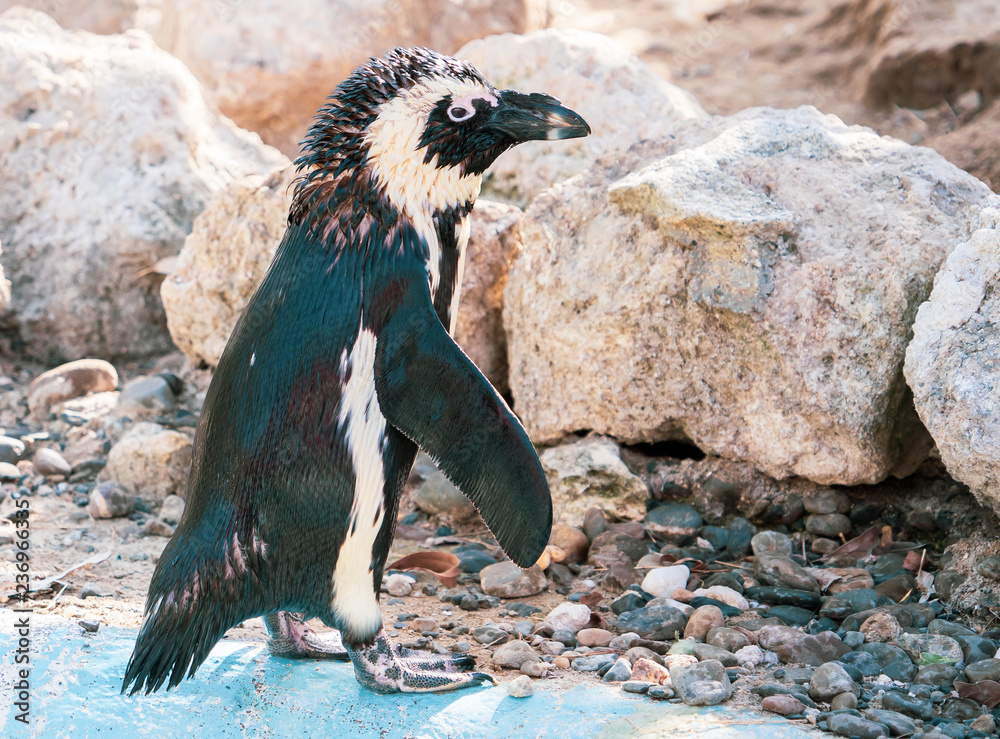Obraz premium African penguin standing on the rock after swimming. African penguin (Spheniscus demersus) also known as the jackass penguin and black-footed penguin.