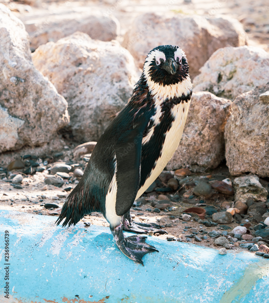 Obraz premium African penguin standing on the rock after swimming. African penguin (Spheniscus demersus) also known as the jackass penguin and black-footed penguin.