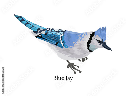 Blue jay bird with a colorful feather
