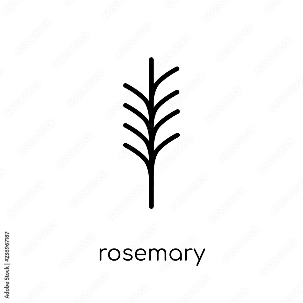 Rosemary icon. Trendy modern flat linear vector Rosemary icon on white background from thin line nature collection
