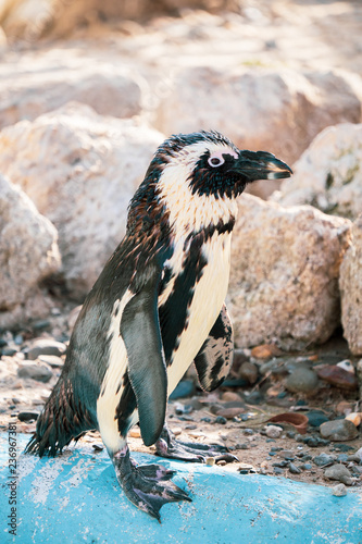 African penguin standing on the rock after swimming. African penguin  Spheniscus demersus  also known as the jackass penguin and black-footed penguin.