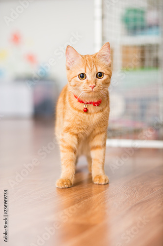 Kitty red color in a red collar with a suspension walks around the room
