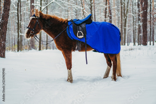 Fototapeta Naklejka Na Ścianę i Meble -  Horse. Horse in a cap with moose horns
