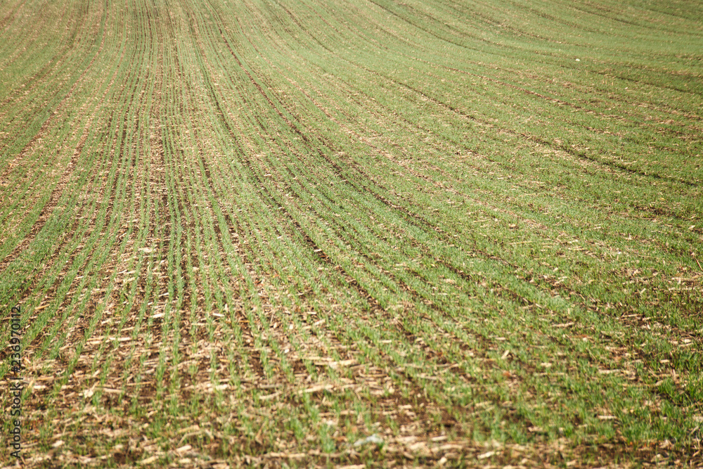 Young wheat or oat field in late autumn and early winter. Green plants growing before snowfall Young wheat or oat field in late autumn and early winter. Green plants growing before snowfall