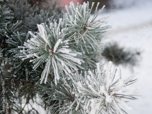 frozen Christmas tree in frost background