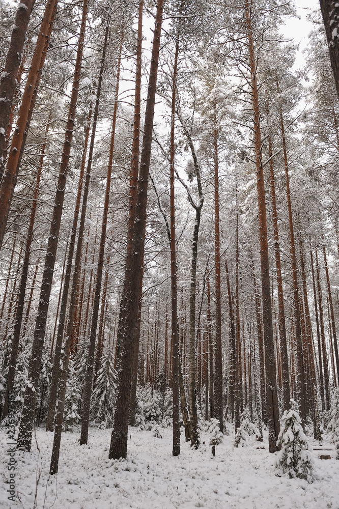 Fototapeta premium Forest in the late autumn
