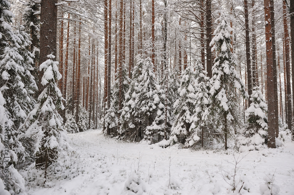 Fototapeta premium Forest in the late autumn
