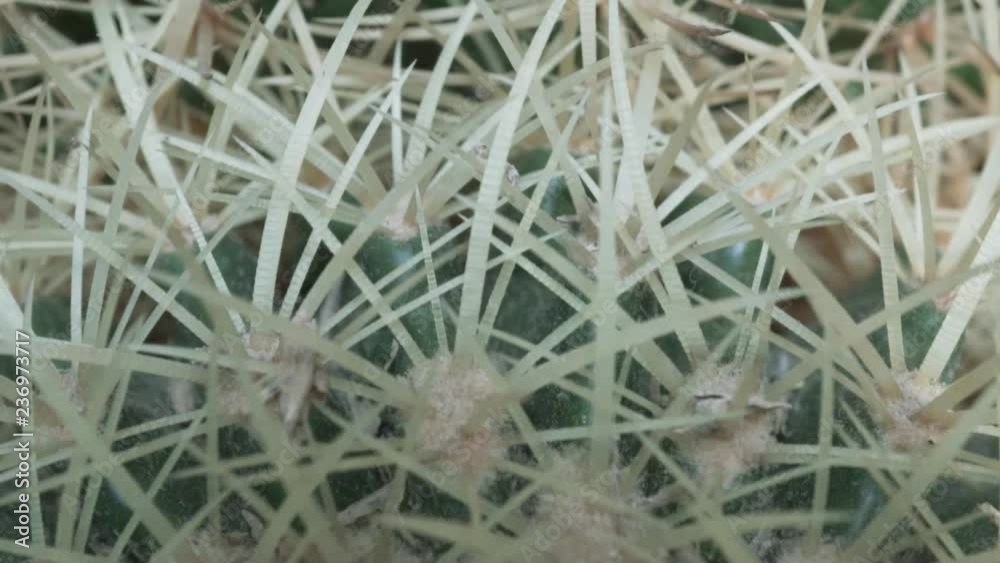 4k video of a Melocactus stings 4k video of a Melocactus stings