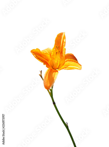Feuer-Lilie (Lilium bulbiferum)