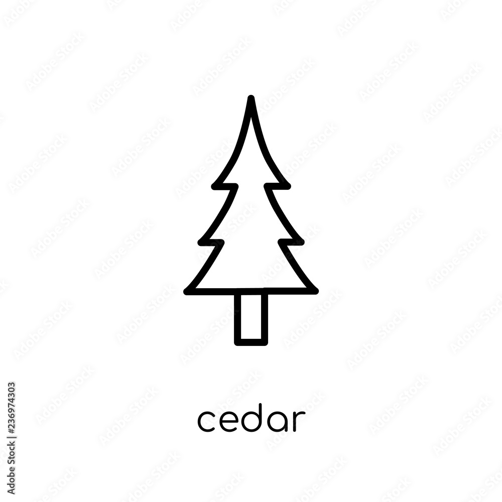 Obraz premium Cedar icon. Trendy modern flat linear vector Cedar icon on white background from thin line nature collection