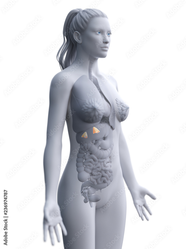 Naklejka premium 3d rendered medically accurate illustration of a womans adrenal glands