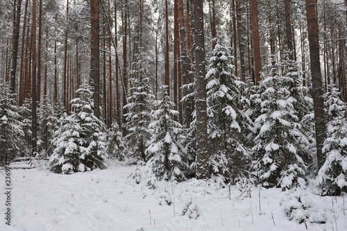 Forest in the late autumn