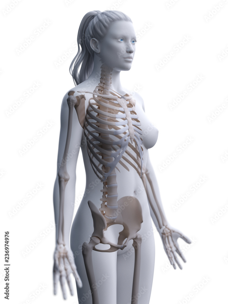 3d rendered medically accurate illustration of a womans skeleton