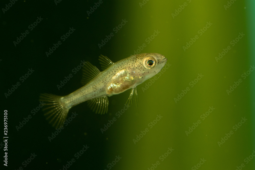 Fototapeta premium Hatched chinese sleeper fish, Perccottus glenii
