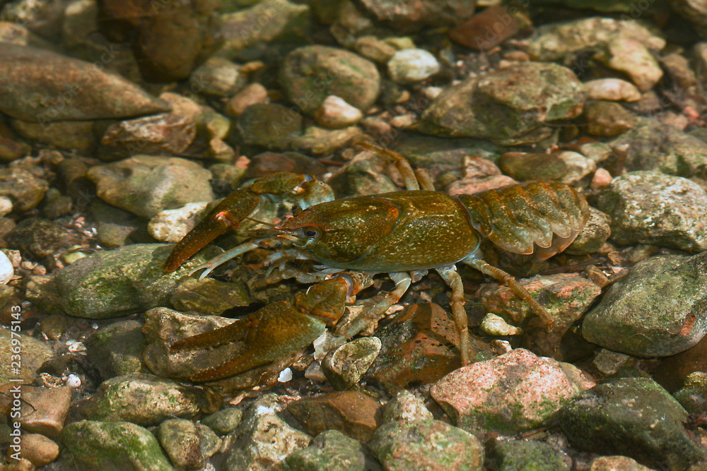 Eastern crayfish, Orconectes limosus in the stream Eastern crayfish, Orconectes limosus in the stream