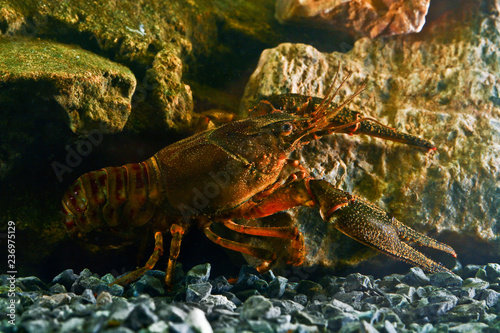 Red Eastern crayfish, Orconectes limosus photo