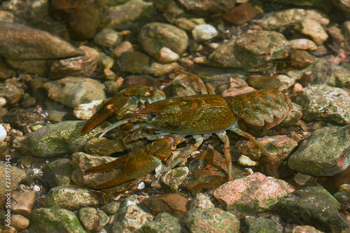 Eastern crayfish, Orconectes limosus in the stream
