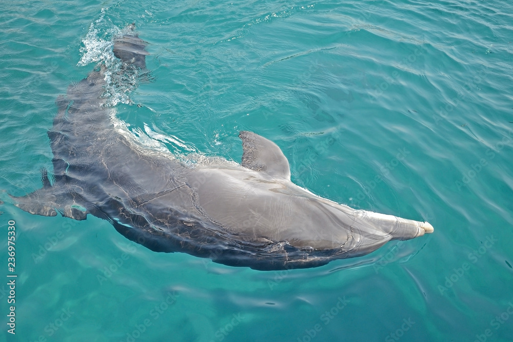 Fototapeta premium one dolphin dancing under the water in Red Sea, sunny day with playful animals, Conservation and protection of animals in Dolphin Reef in Israel.