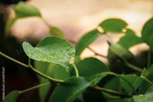 Leaves with drops of water on the background of the dawn sky