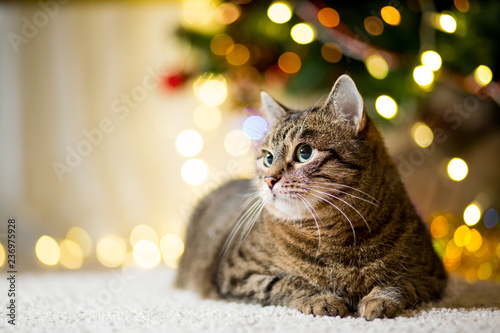 Large thick Cat without breed of reed color near the Christmas tree with garlands