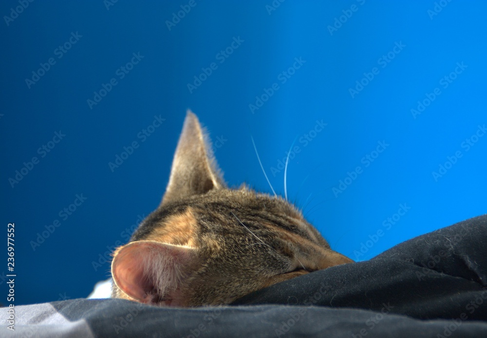 Obraz premium tête de chat dormant dans le lit