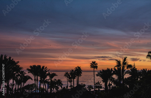 Panoramic view of Mediterranean sea over the crowns of palms. Estepona. Costa del Sol. Spain
