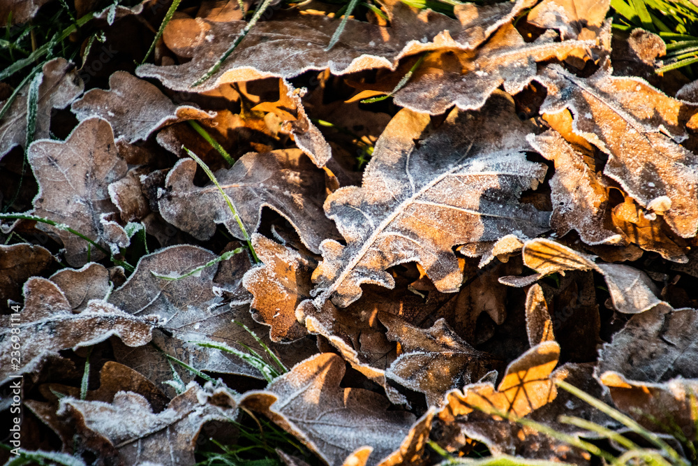 background of  autumn brown oak leaves covered with the first white frost