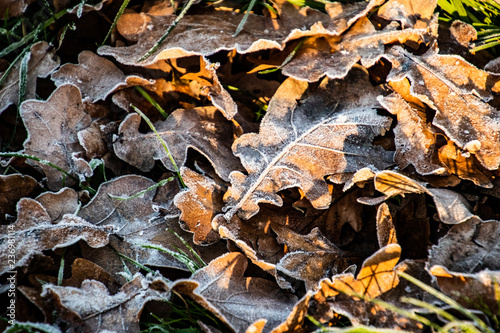 background of autumn brown oak leaves covered with the first white frost