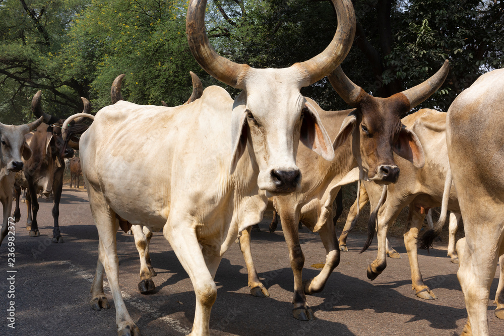 cows strolling around in the city. Most Hindus respect the cow for her gentle nature which represents the main teaching of Hinduism cows strolling around in the city. Most Hindus respect the cow for her gentle nature which represents the main teaching of Hinduism