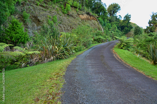 Winding roadway in the rainforest greenery