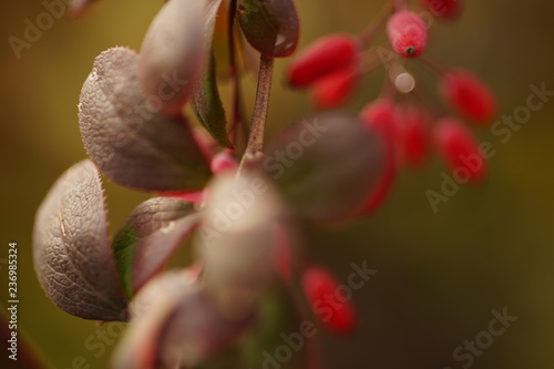 barberry bush in autumn, macro close up.