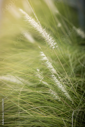 Natural background of green grass and beauty blurred bokeh  Selective focus