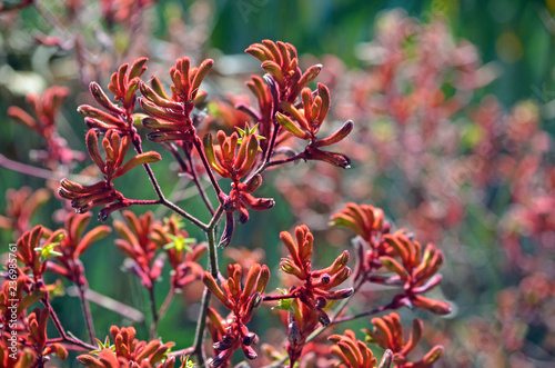 Western Australian native Red Kangaroo Paw plants, Anigozanthos, family Haemodoraceae (bloodwort family)