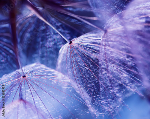 beautiful natural background with dandelion flower with fluffy light seeds in...