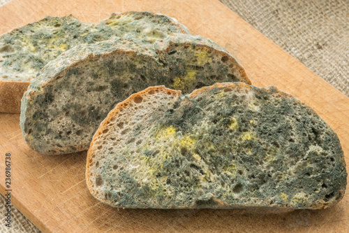 Mold growing rapidly on moldy bread in green and white spores