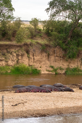 A large herd of hippos on the bank of the Mara River. Kenya, Africa (Rev.2) photo