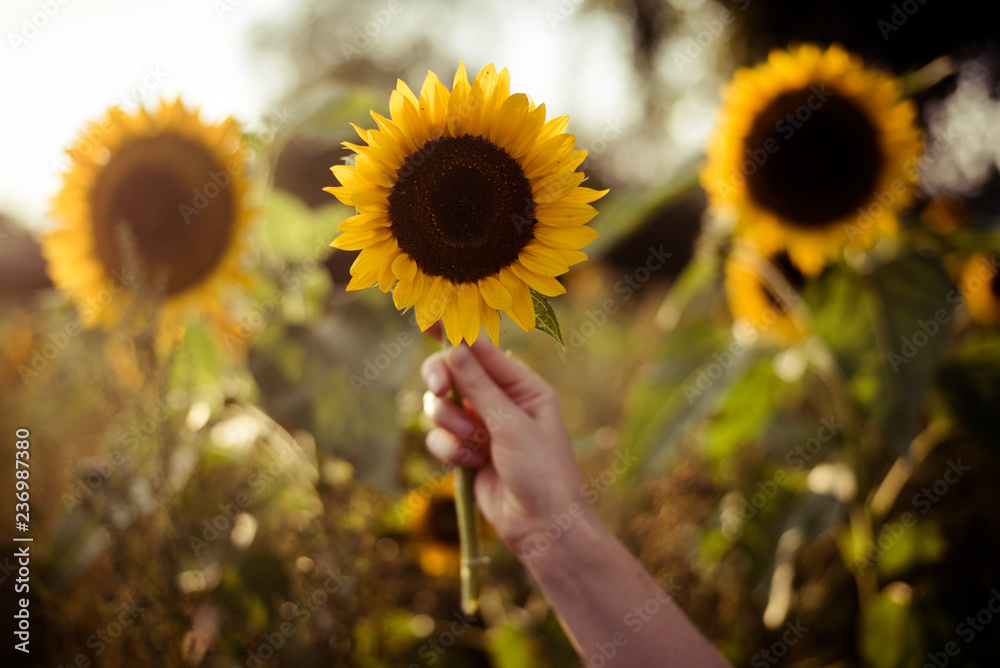 Obraz premium sonnenblumen