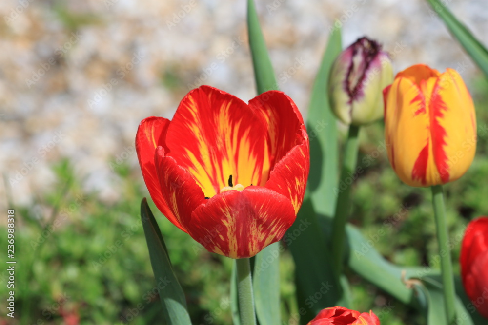 Obraz premium Tulips. Autumn flowers. Bright colorful colors. Bloom.