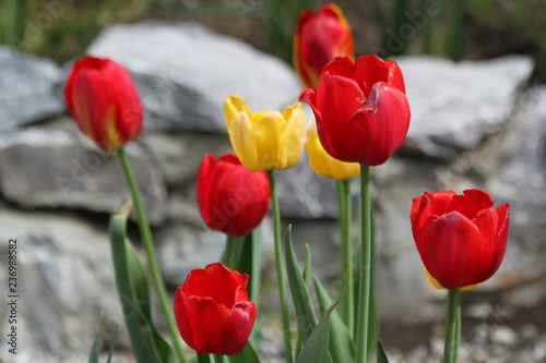 Tulips. Autumn flowers. Bright colorful colors. Bloom.