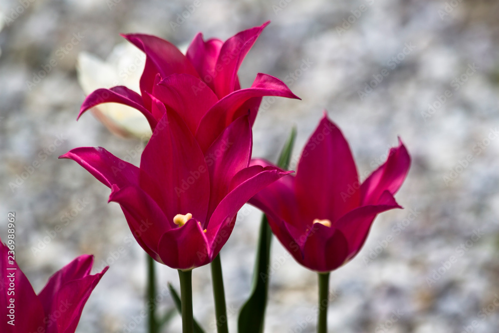 Fototapeta premium Tulips. Autumn flowers. Bright colorful colors. Bloom.