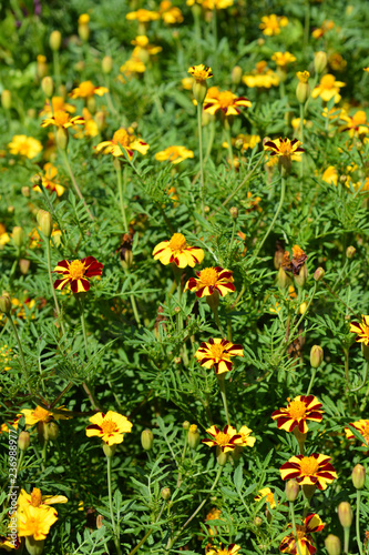 French marigold Mr. Majestic