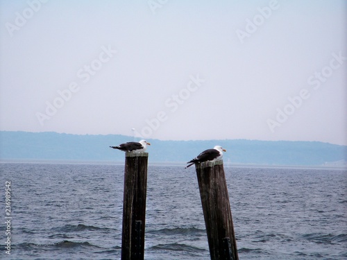 Seagulls at the Pier © Melissa