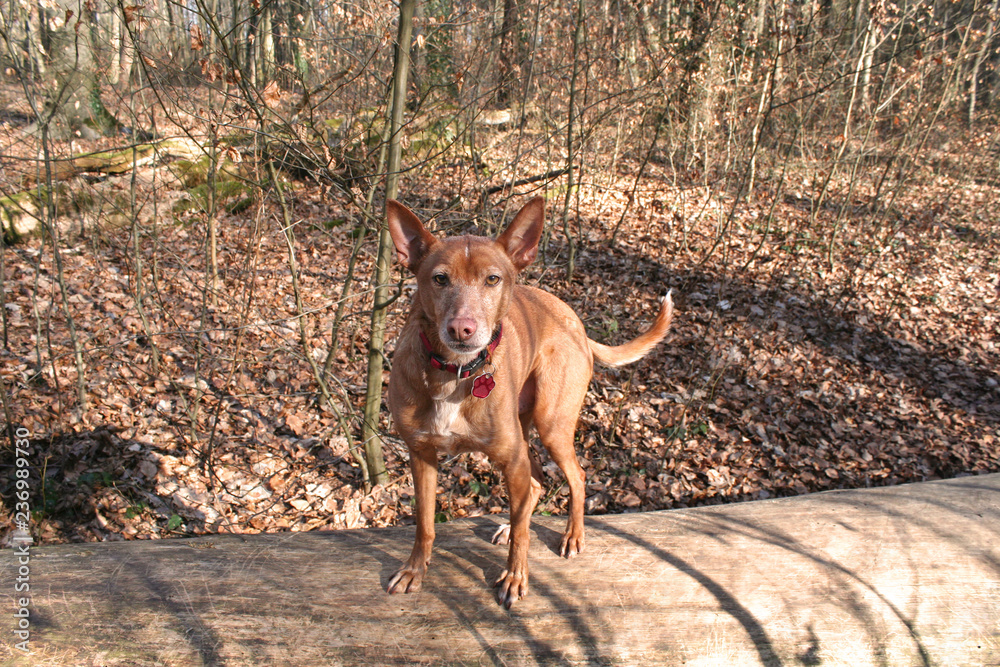 Hübscher rot-brauner Hund im Herbstwald Hübscher rot-brauner Hund im Herbstwald